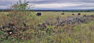 Beweidung von Luzerne-Grasfläche mit Galloways