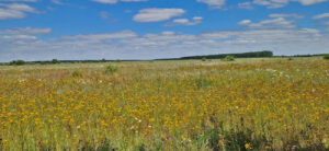 Luzerne-Grasflächen mit Johanniskrautblüte