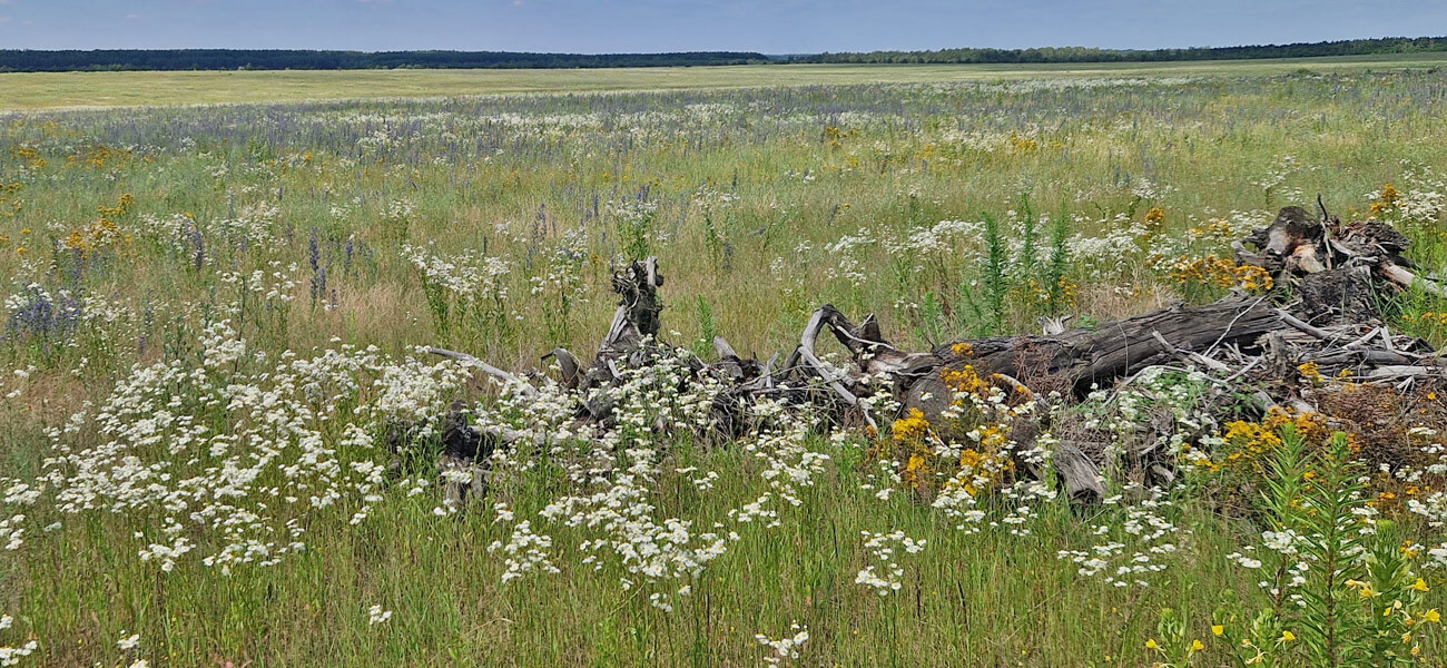 Luzerne-Grasflächen mit Natternkopfbluete