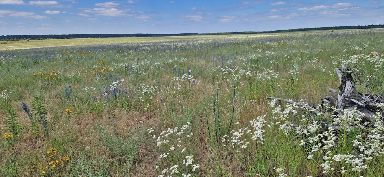 Luzerne-Grasflächen mit Natternkopfbluete
