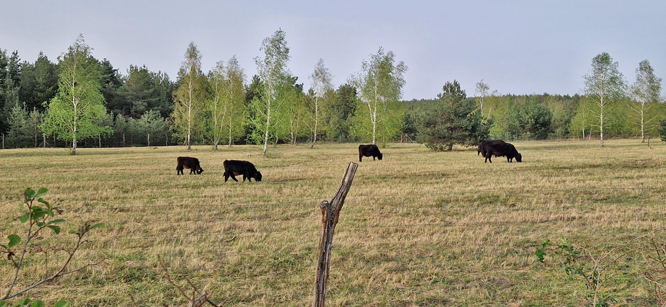 Rinderhutung Innenkippe Spreetal