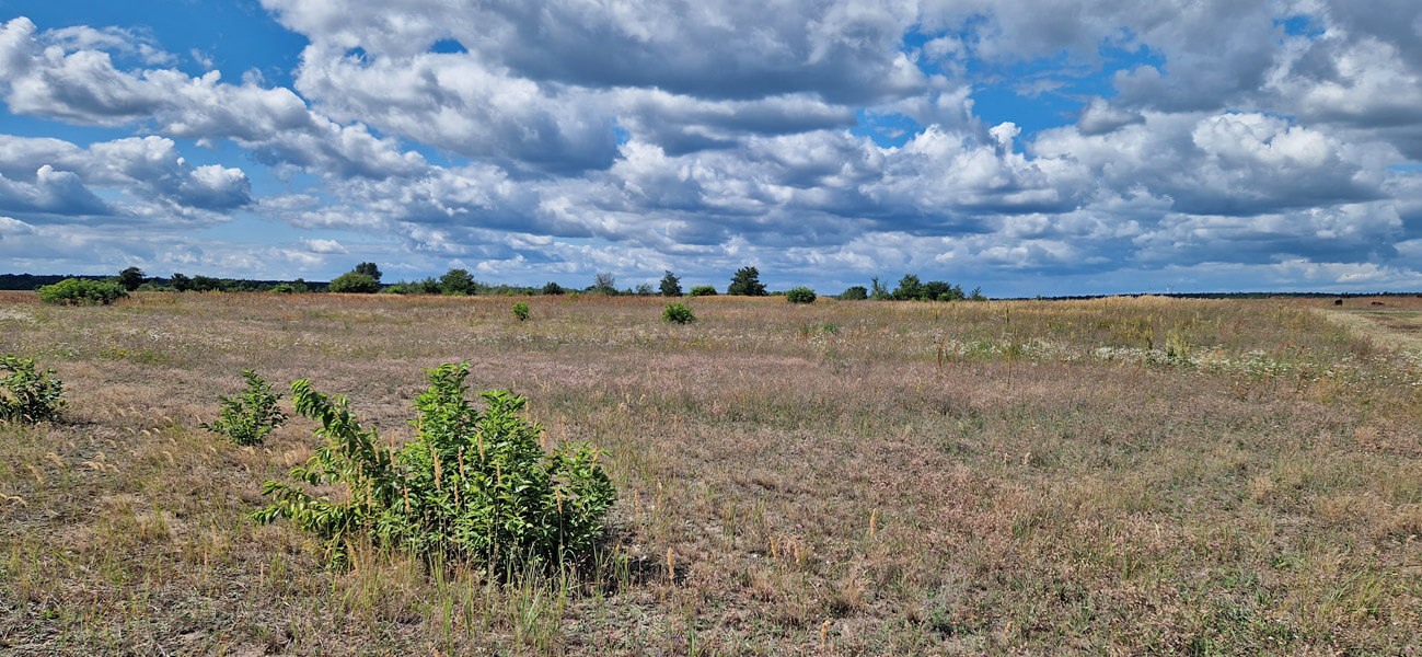 Rinderweide Innenkippe Spreetal