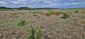 Offenland Sabrodter Hutung