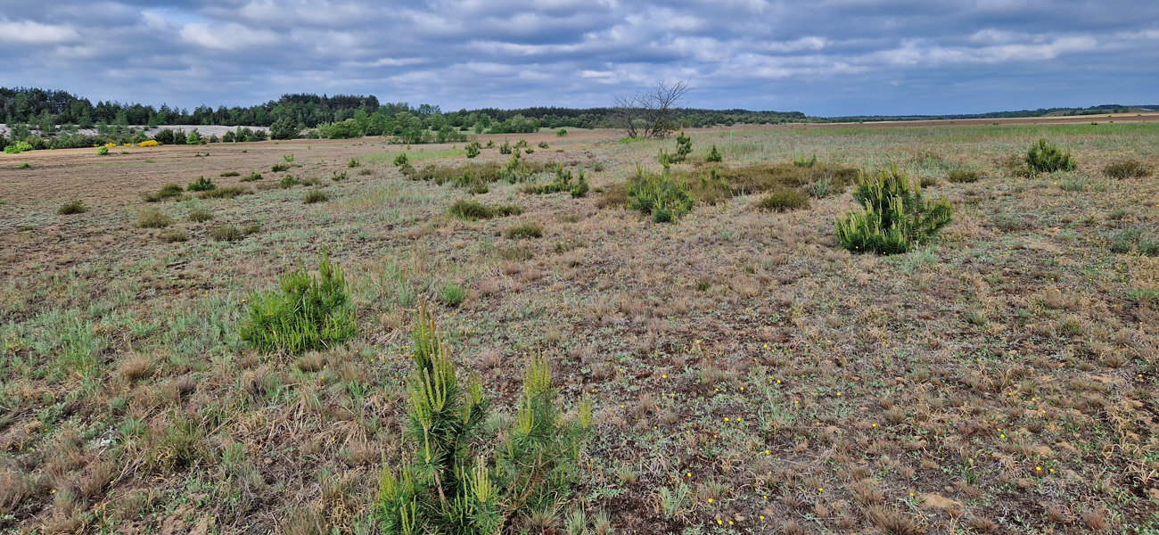Offenland Sabrodter Hutung