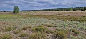 Offenland Sabrodter Hutung 2