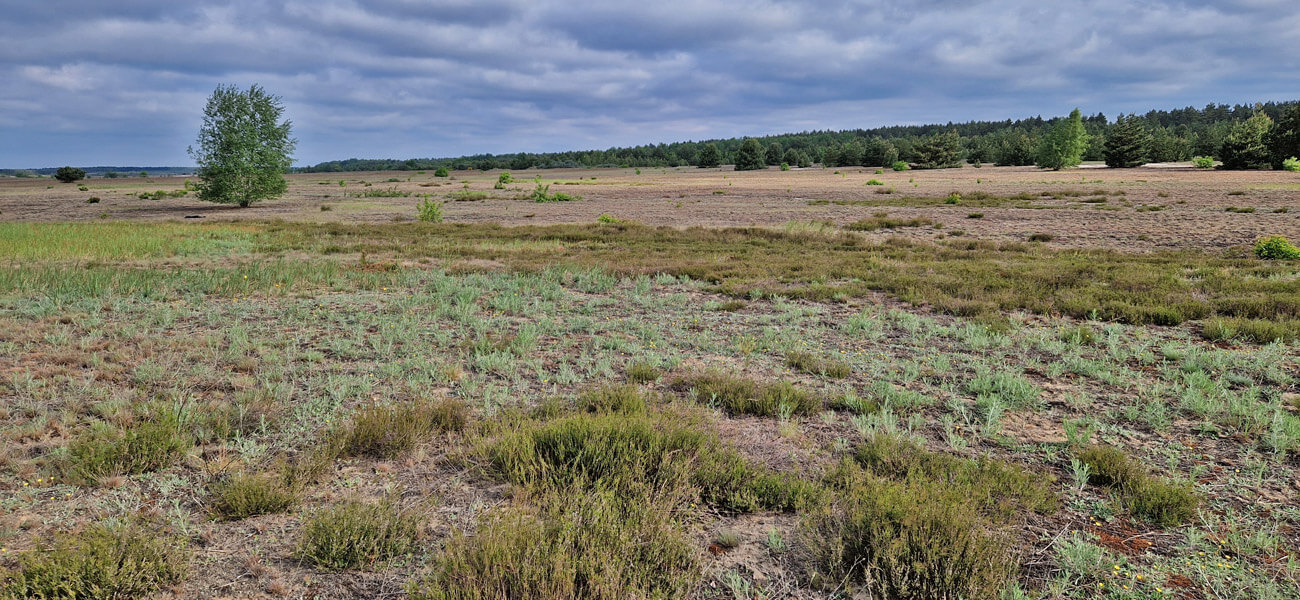 Offenland Sabrodter Hutung 2