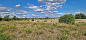 Rohboden Sandheide Stadien Bergener Hutung