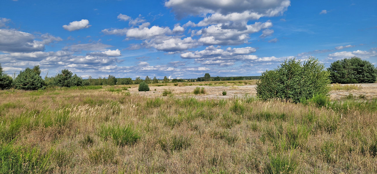 Rohboden Sandheide Stadien Bergener Hutung