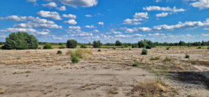 Rohboden Silbergrasinitiale Bergener Hutung