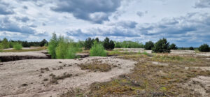 Rohbodenstadien Innenkippe Spreetal