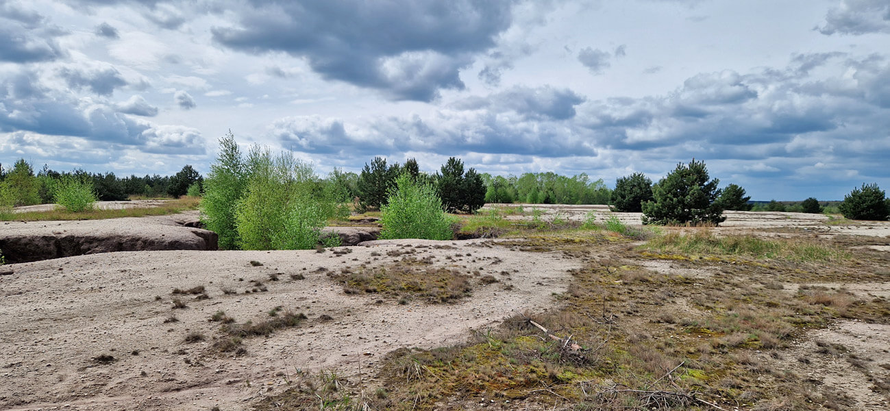 Rohbodenstadien Innenkippe Spreetal