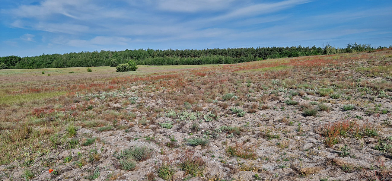 Sandtrockenrasen Aussenkippe Scheibe