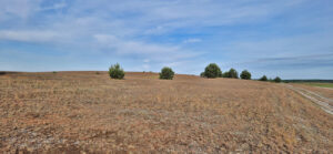 Sandtrockenrasen im Neuen Land