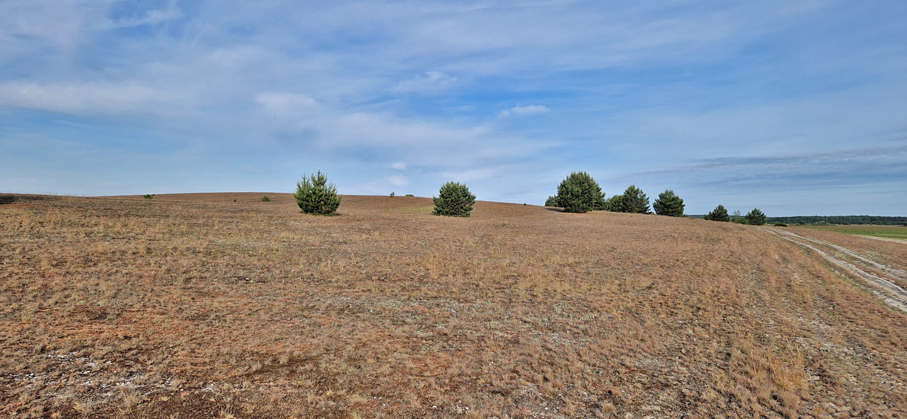 Sandtrockenrasen im Neuen Land