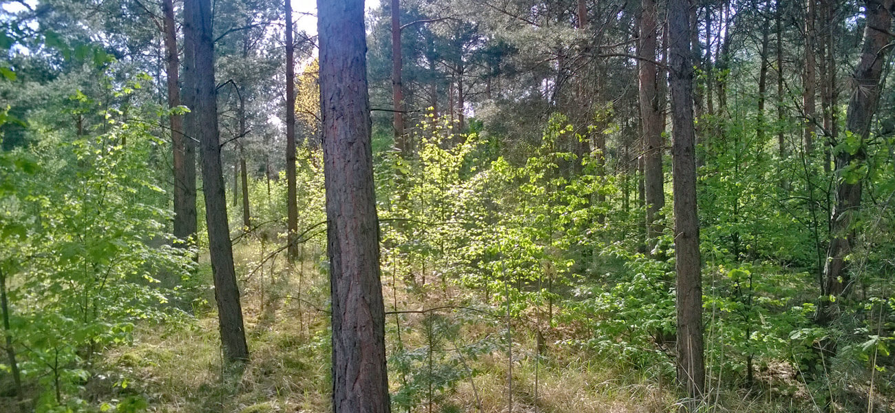 Kippenforst Bluno 02