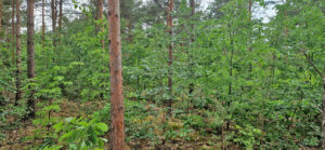 Kippenforst Bluno 03