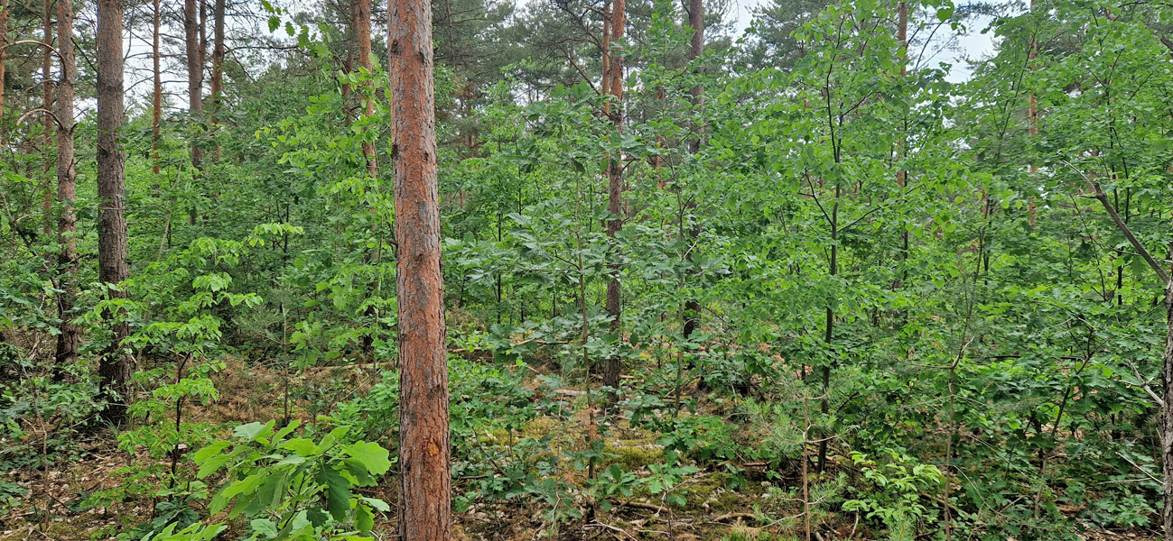 Kippenforst Bluno 03