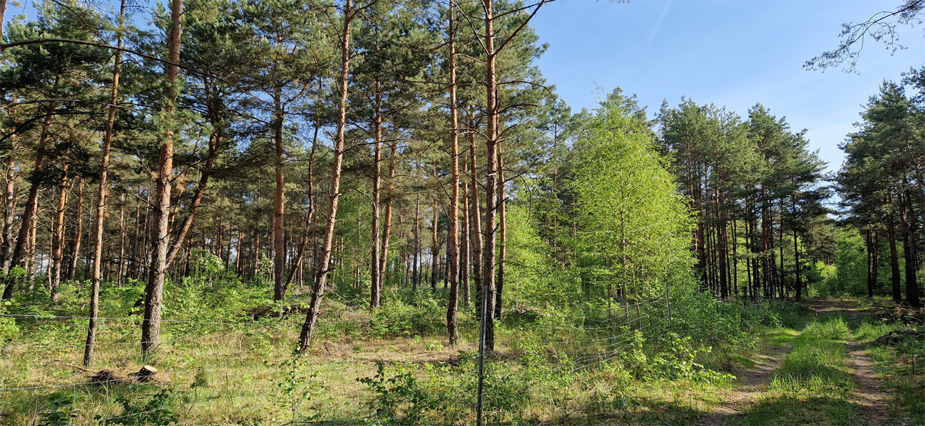 Waldumbau-junge-Pflanzflaeche-im-Blunoer-Waldwald