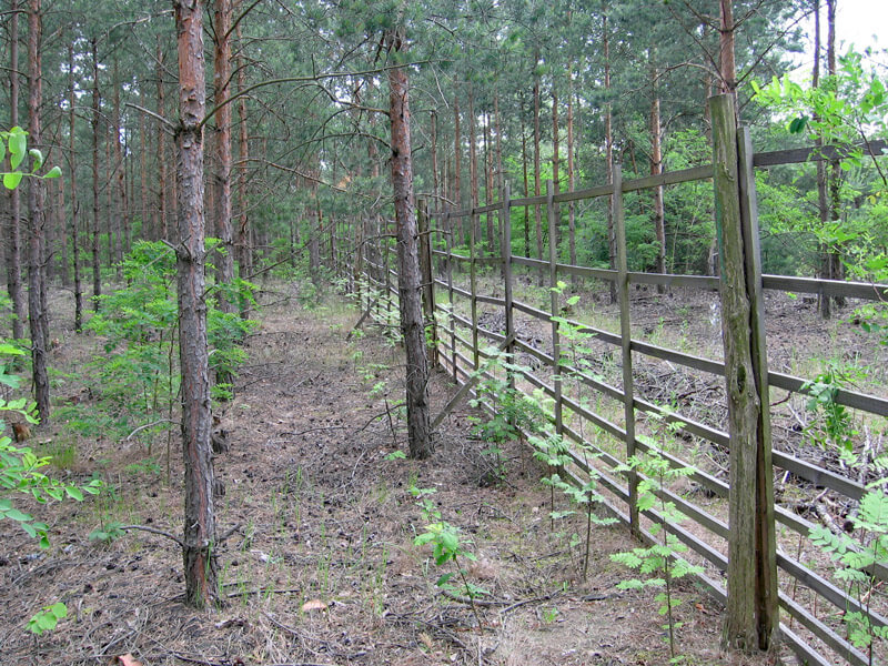 waldumbau kranichinsel 01