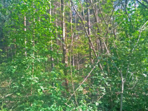 waldumbau kranichinsel 02