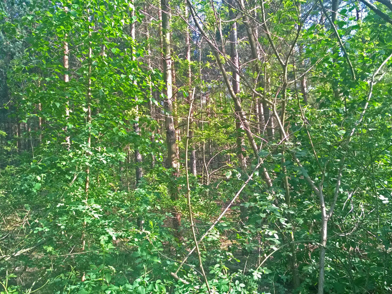 waldumbau kranichinsel 02