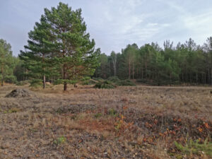 waldumbau lz1 mosaik partwitzer heide 01