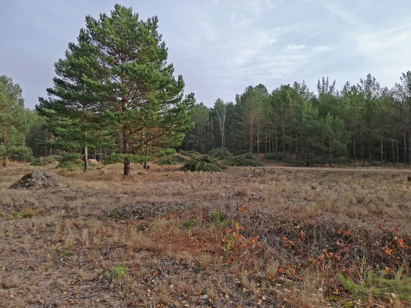 waldumbau lz1 mosaik partwitzer heide 01