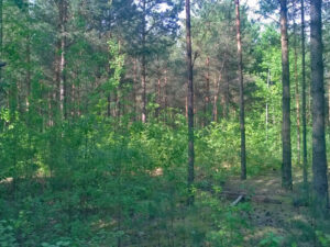 waldumbau lz1 mosaik partwitzer heide 02