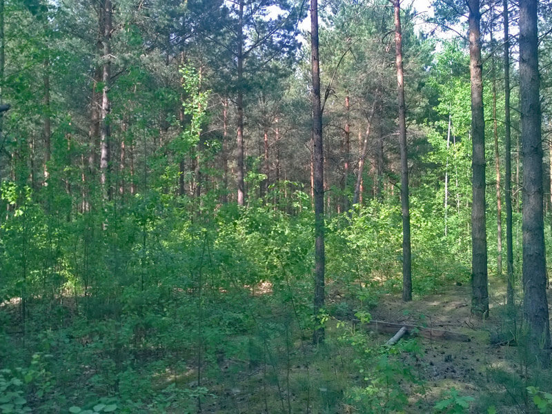 waldumbau lz1 mosaik partwitzer heide 02