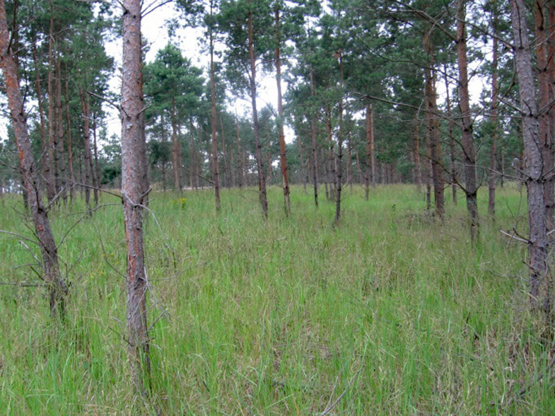 waldumbau laubholzunterstand 01