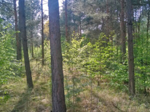 waldumbau laubholzunterstand 02