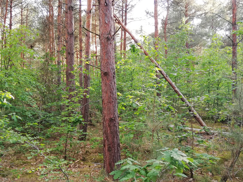 waldumbau laubholzunterstand 03