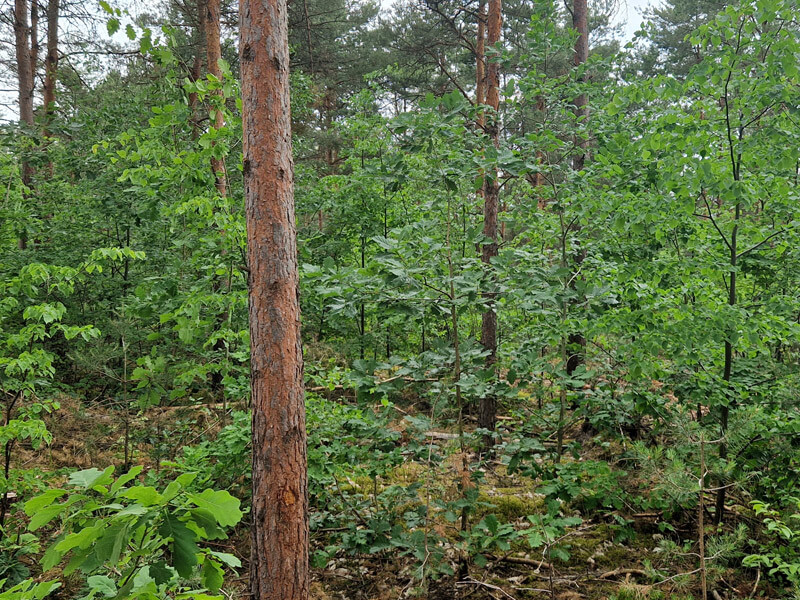 waldumbau laubholzunterstand 04