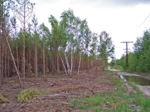 waldumbau partwitzer heide 01