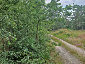 waldumbau partwitzer heide 02