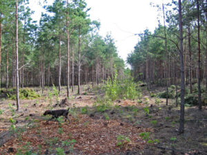 waldumbau partwitzer hutung 02