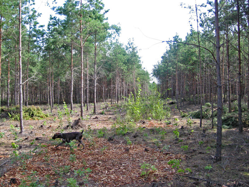 waldumbau partwitzer hutung 02